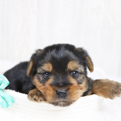 Jolt - Available 2/11