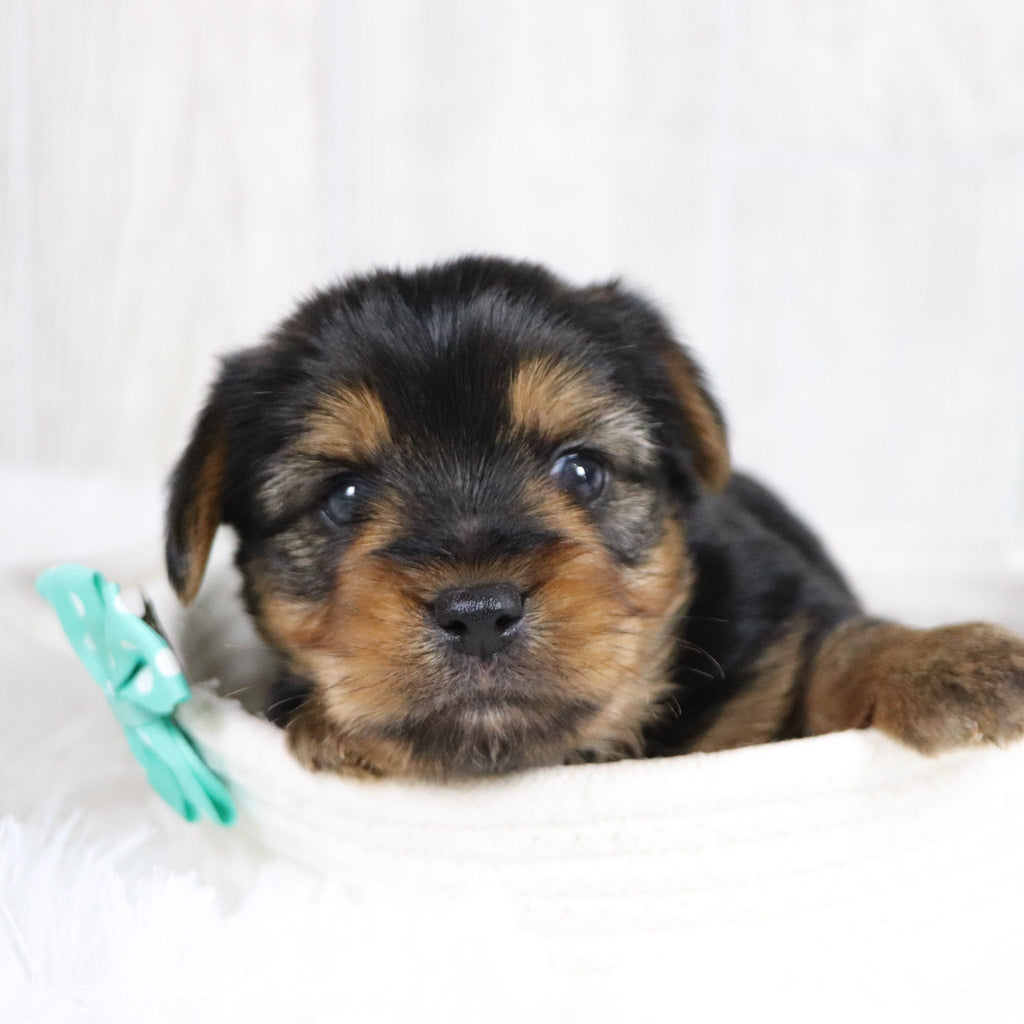 Jolt - Available 2/11