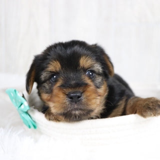 Jolt - Available 2/11