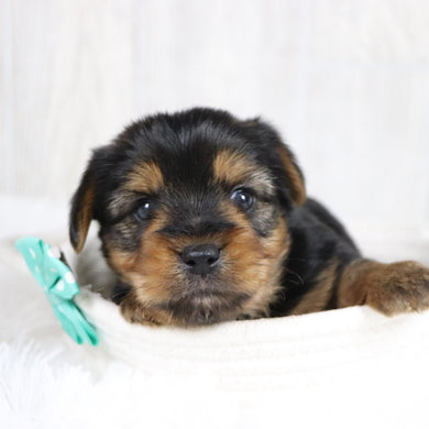 Jolt - Available 2/11