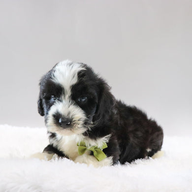 Jude - Available 8/20