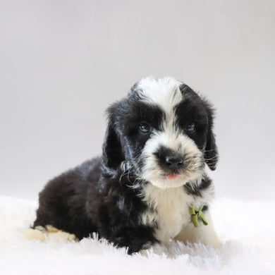 Jude - Available 8/20