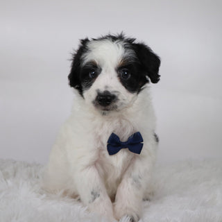 Kaden - Available 10/15