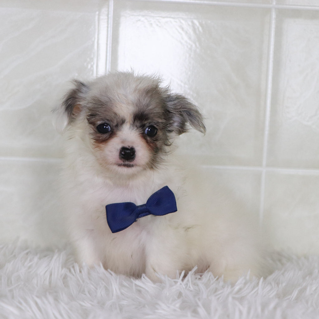 Karl - Available 2/4