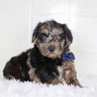 Ken - Available 1/28