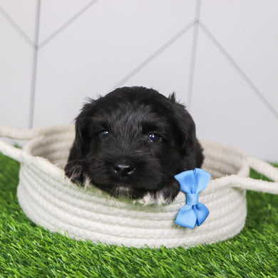 Kennedy - Available 2/4