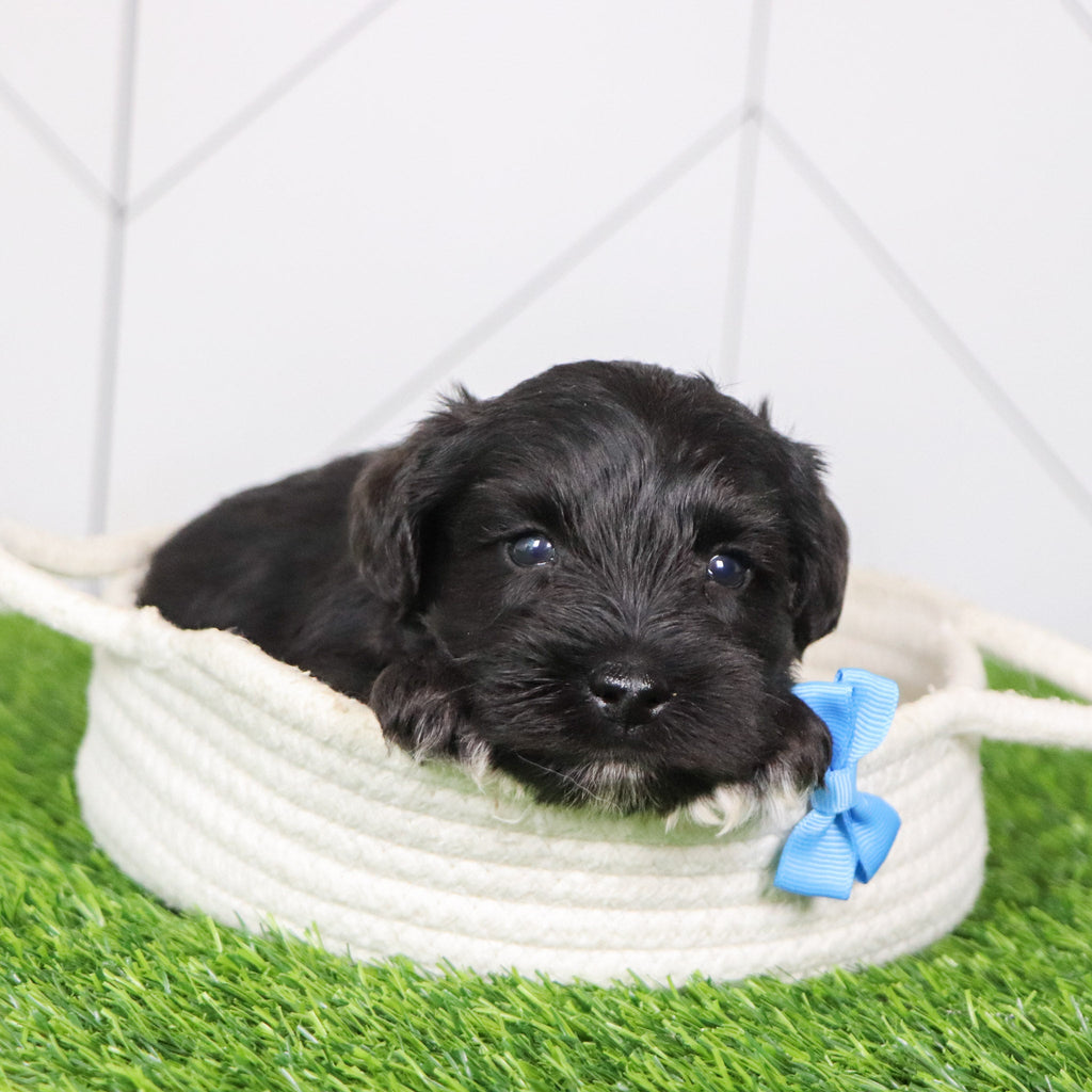 Kennedy - Available 2/4