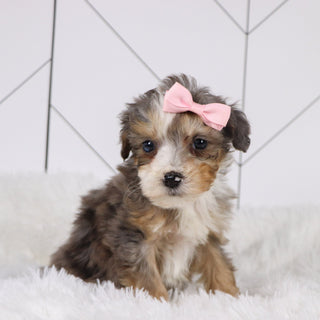 Kenya - Available 1/22