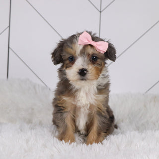 Kenya - Available 1/22