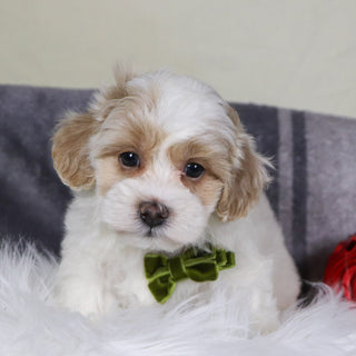 Kobe - Available 12/31