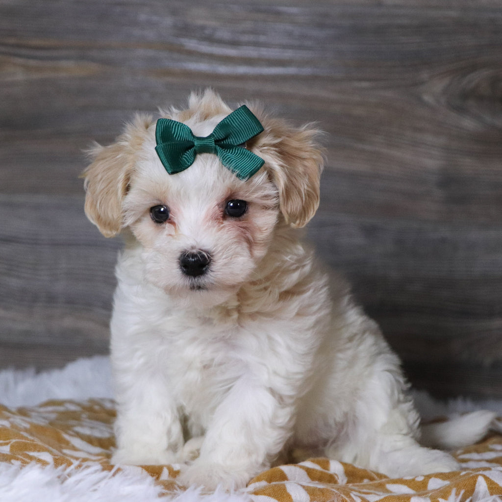 Koleen - Available 12/3