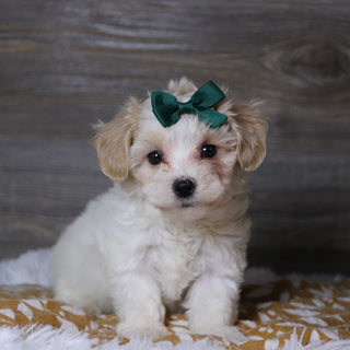 Koleen - Available 12/3