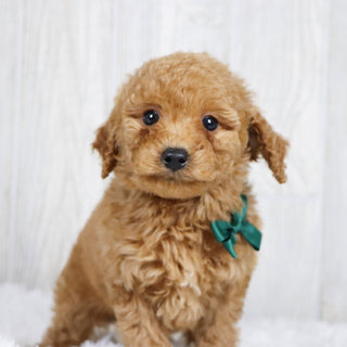 Kyle - Available 1/22