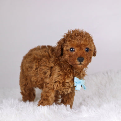 Laina - Available 11/26