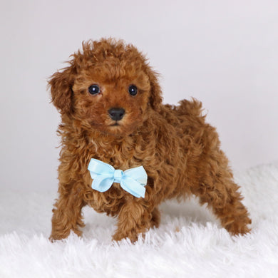 Laina - Available 11/26