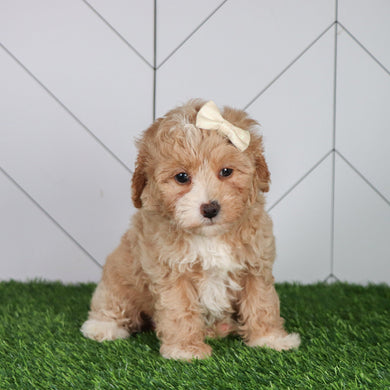 Lala - Available 6/4