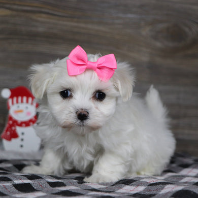 Landra - Available 1/8