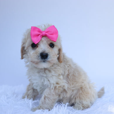 Laraline - Available 8/6
