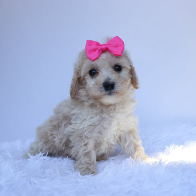 Laraline - Available 8/6