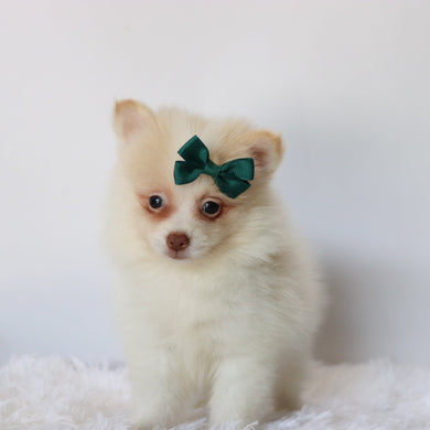 Layla - Available 8/27