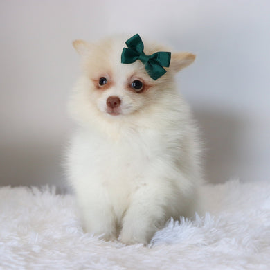 Layla - Available 8/27