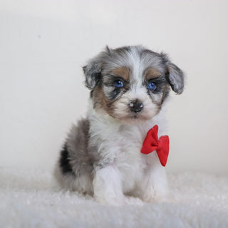 Lenny - Available 5/7