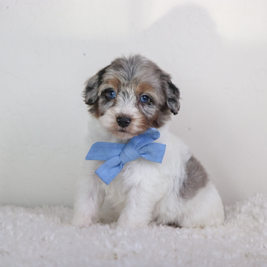 Leo - Available 5/7