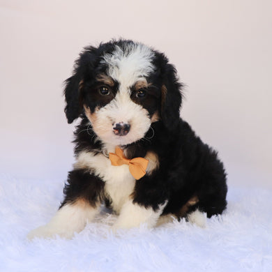 Leonard - Available 9/24