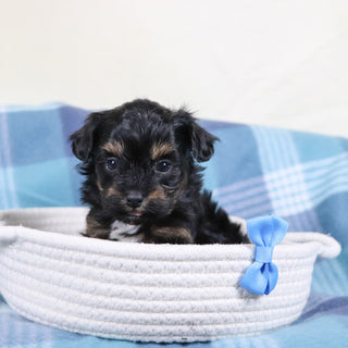 Leonardo - Available 2/11