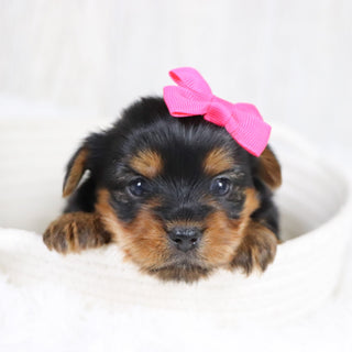 Lexis - Available 2/11