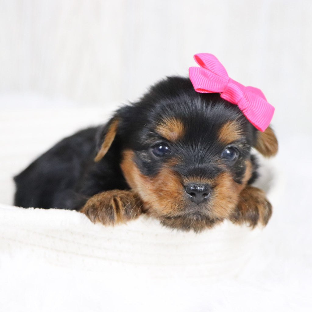 Lexis - Available 2/11