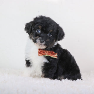 Liam - Available 5/7