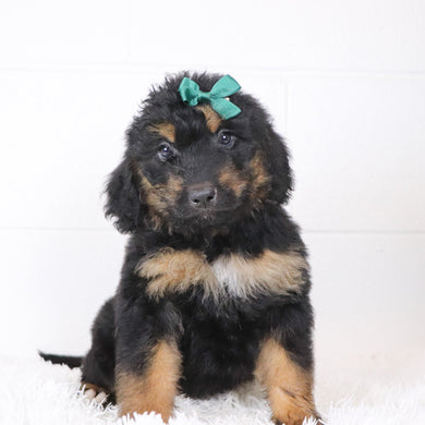 Lila - Available 1/15