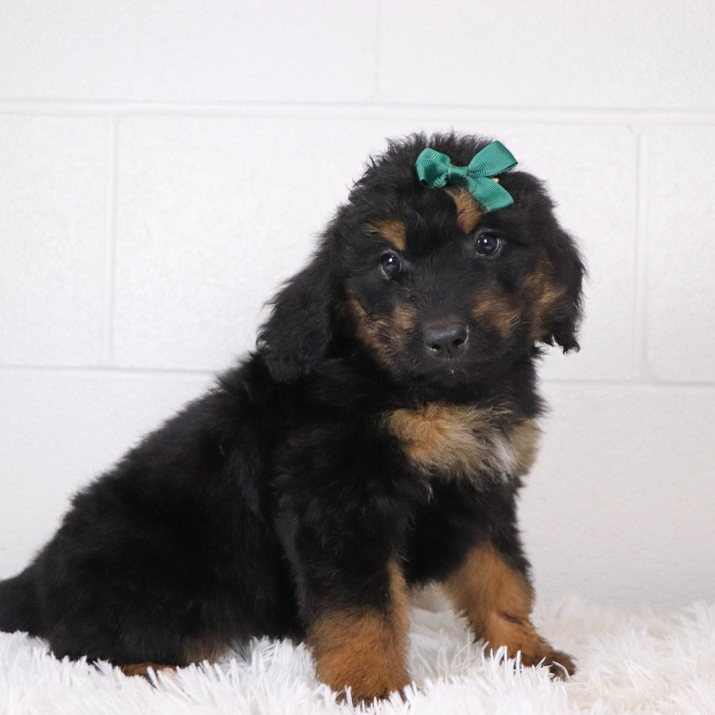 Lila - Available Now