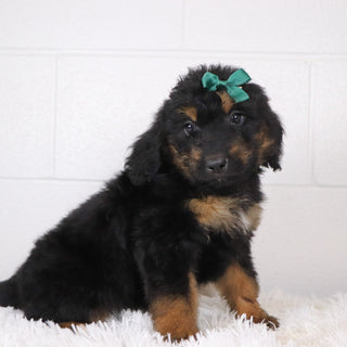 Lila - Available Now