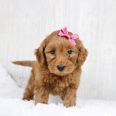 Lillian - Available 1/22