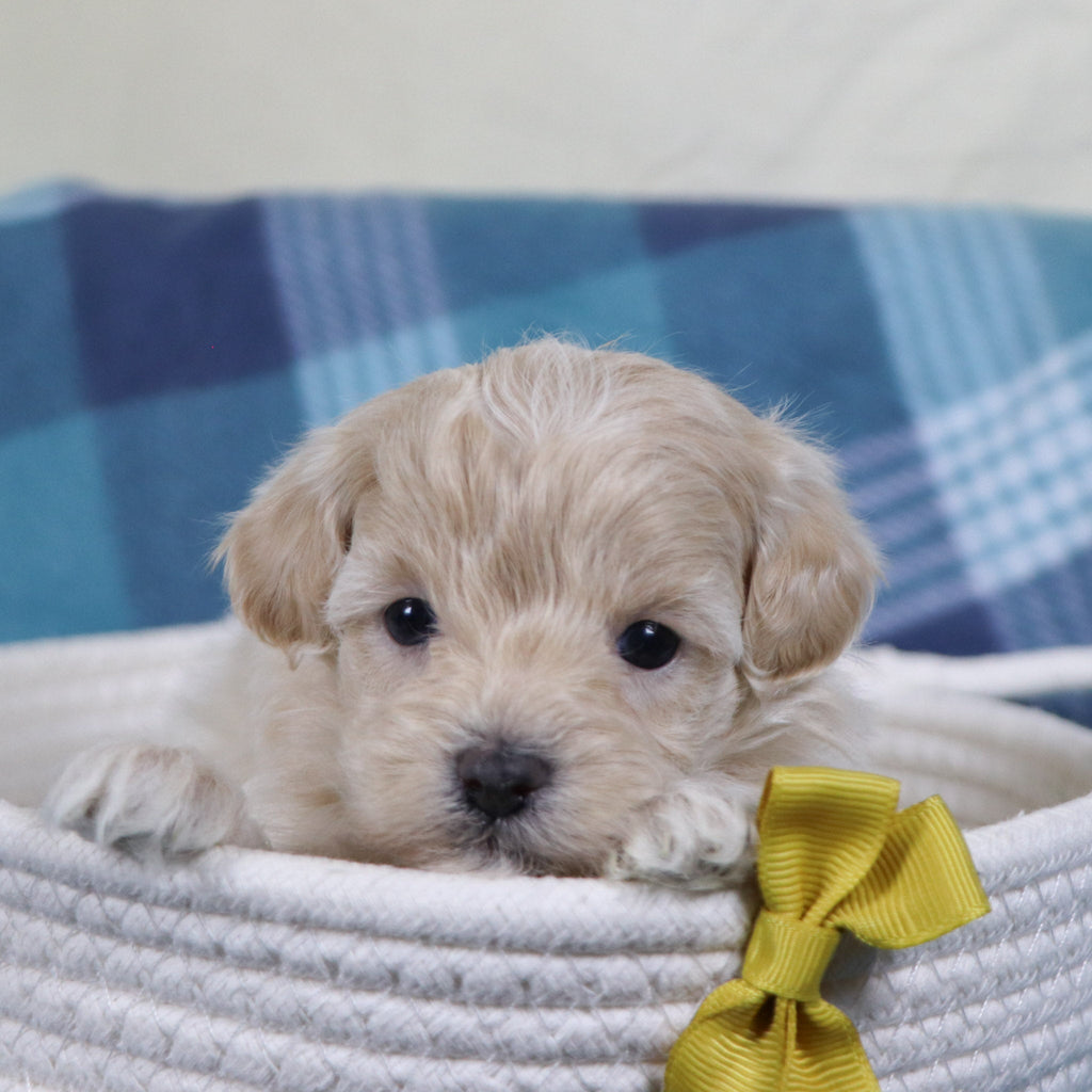 Link - Available 2/11