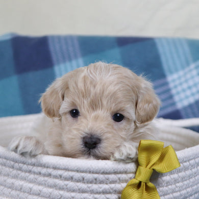 Link - Available 2/11