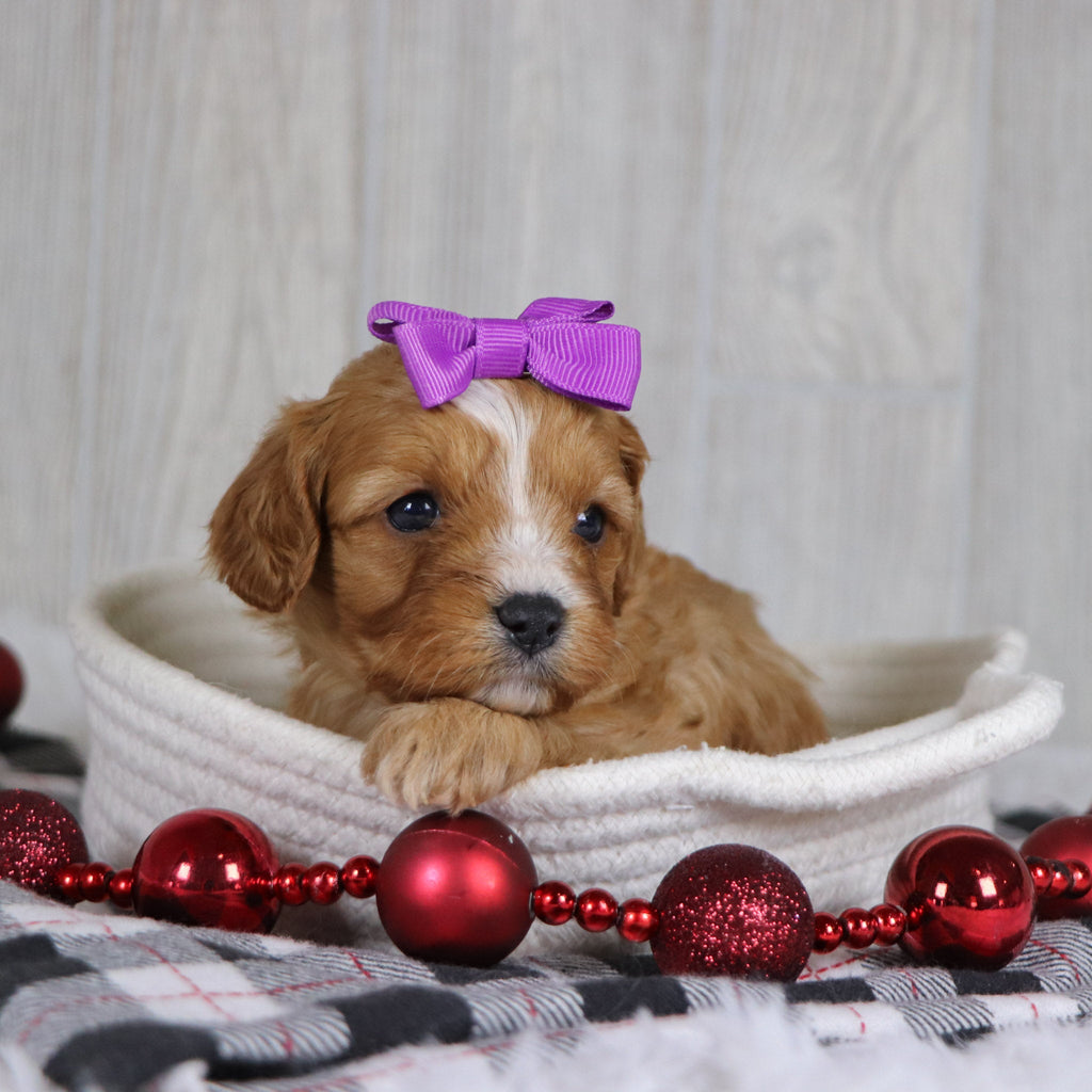 Liza - Available 1/8