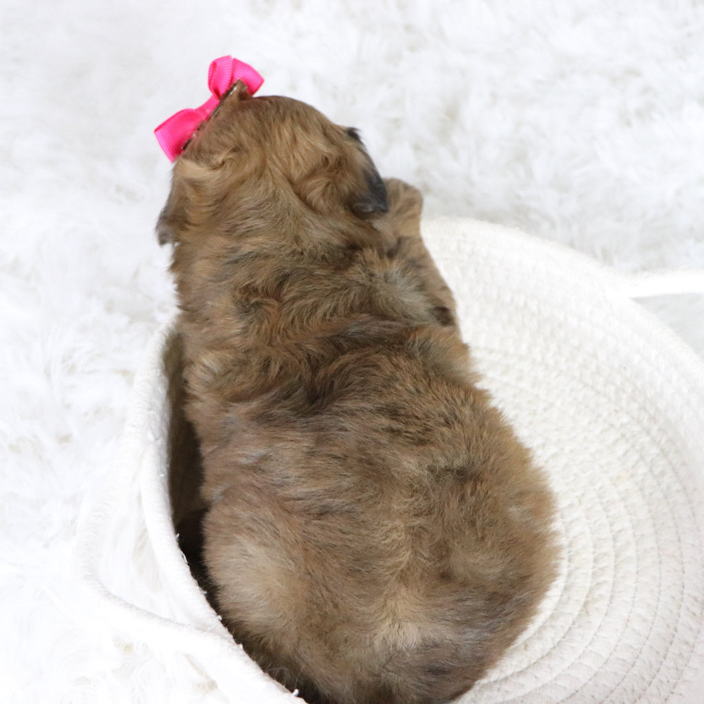 Lizzie - Available 2/11