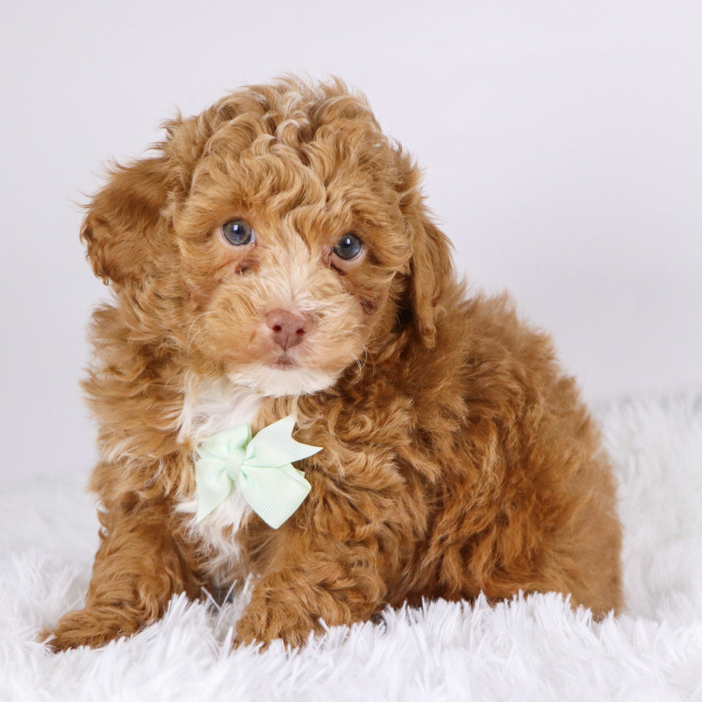 Logan - Available 11/26