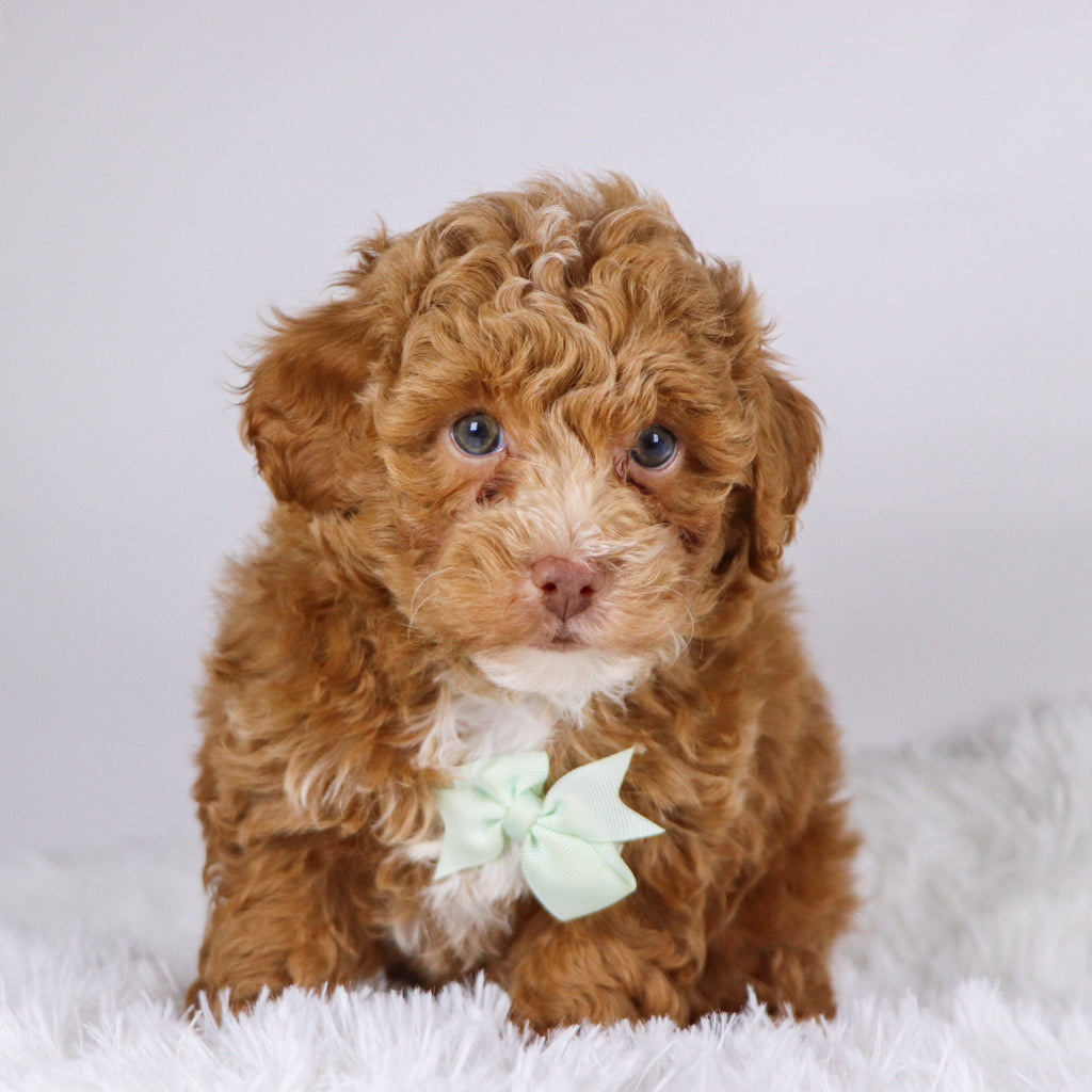 Logan - Available 11/26