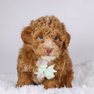 Logan - Available 11/26