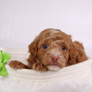 Logan - Available 11/26