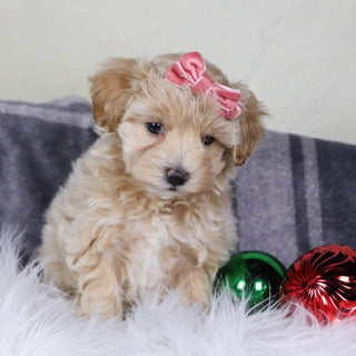 Lorena - Available 12/31