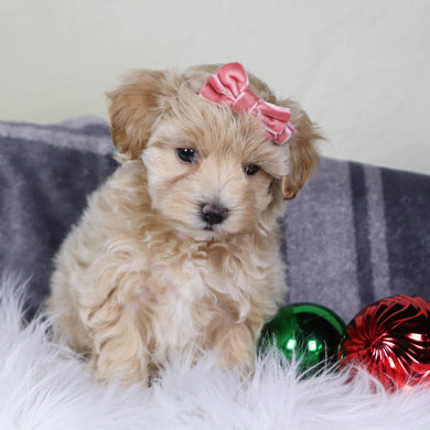 Lorena - Available 12/31