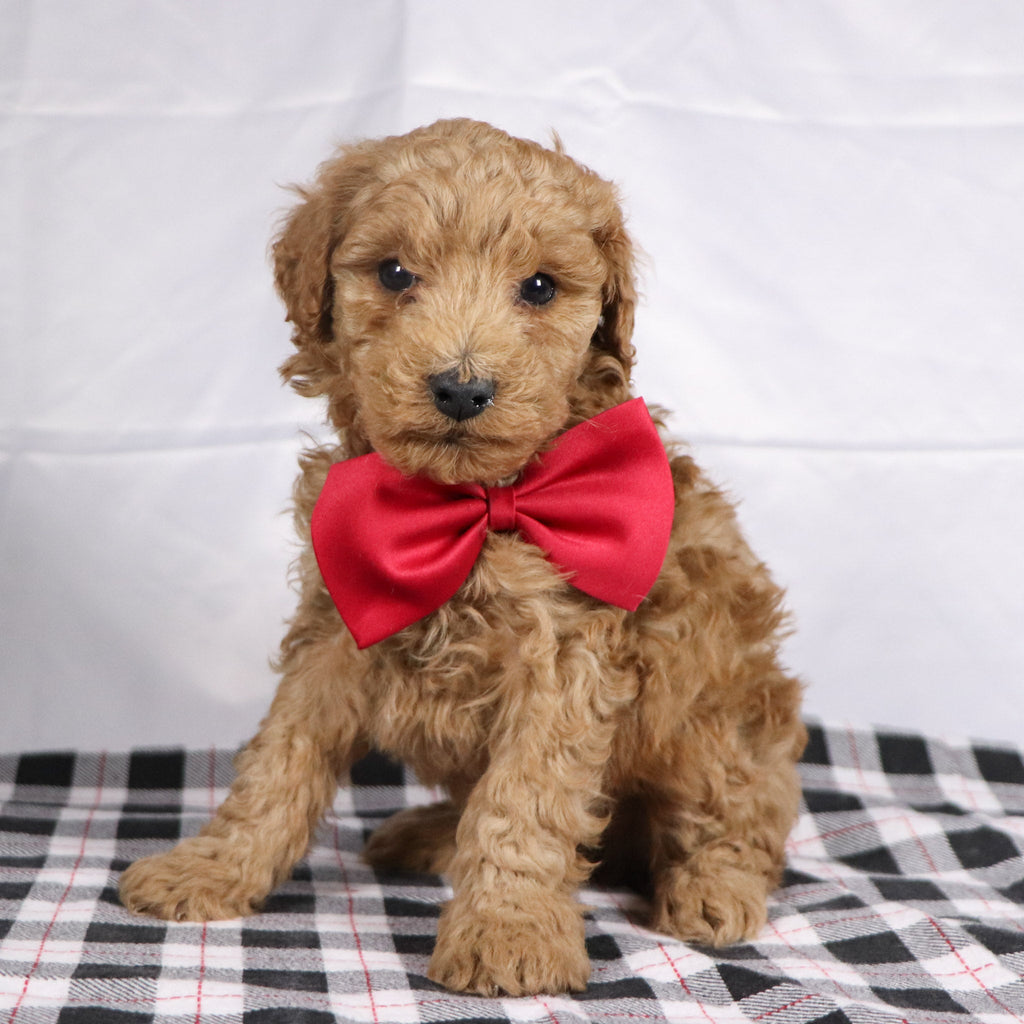 Lorenzo - Available 12/17