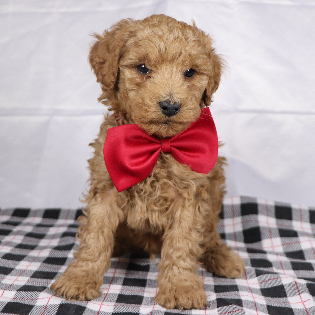 Lorenzo - Available 12/17