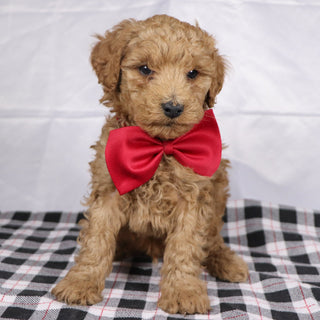 Lorenzo - Available 12/17