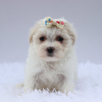 Lou - Available 8/20